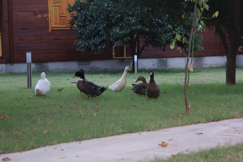 Maji Village ชิลารึ ภายนอก รูปภาพ